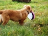 Dogfrisbee
