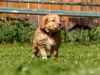 toller-nova-scotia-duck-tolling-retriever-puppy-spock-abby-1