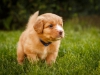 spock-abby-toller-puppy-34-days (1)