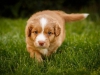 spock-abby-toller-puppy-34-days (10)
