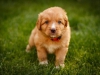 spock-abby-toller-puppy-34-days (11)