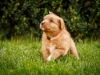 spock-abby-toller-puppy-34-days (12)