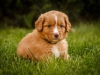 spock-abby-toller-puppy-34-days (4)