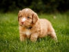 spock-abby-toller-puppy-34-days (5)