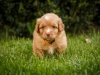 spock-abby-toller-puppy-34-days (6)
