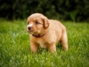 spock-abby-toller-puppy-34-days (7)
