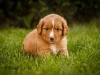 spock-abby-toller-puppy-34-days (8)