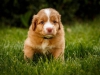 spock-abby-toller-puppy-34-days (9)
