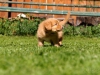 toller-nova-scotia-duck-tolling-retriever-puppy-spock-abby-8