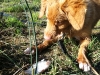 Weezy - Nova Scotia Duck Tolling Retriever