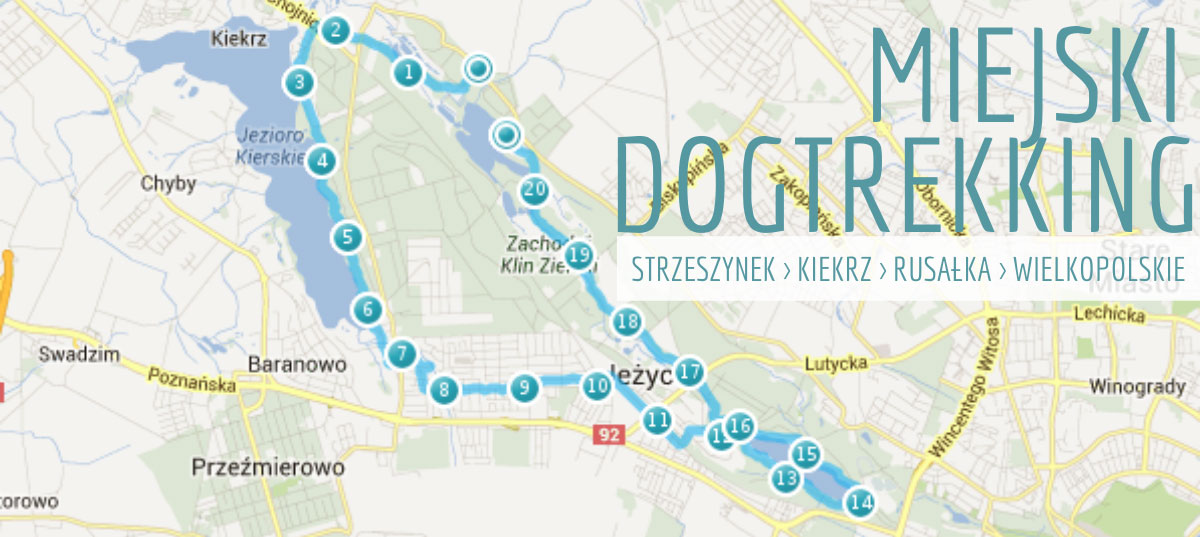 Spacer z psem w Poznaniu wzdłuż poznańskich jezior