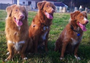 Toller Obedience