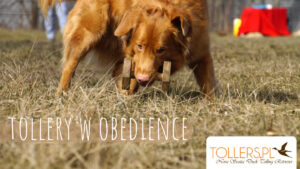 Trening obedience z Tollerami