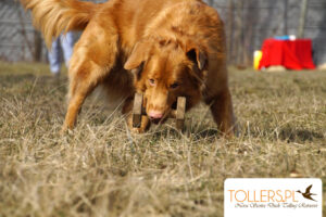 Toller obedience training