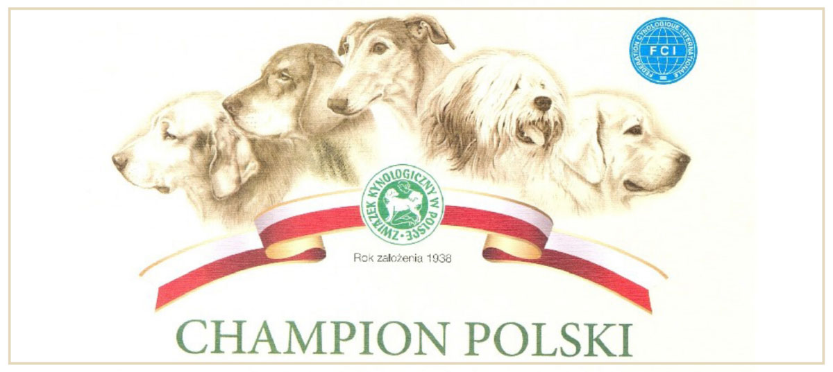 Dyplom Championa Polski przyznany psu rasy Nova Scotia Duck Tolling Retriever