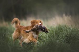 Toller Duck Hunting