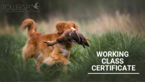 Toller with Working Class Certificate