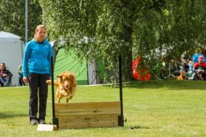 Toller at obedience competition