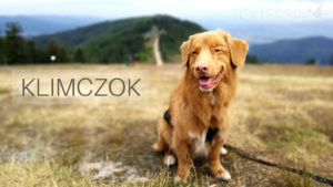 Wejście na Klimczok z psem. Propozycja trasy ze Szczyrku.