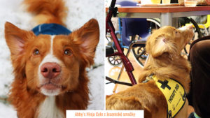 Pies rasy Nova Scotia Duck Tolling Retriever - Abby’s Ninja Cole z Jesenické smečky (dogoterapia, dogdancing)