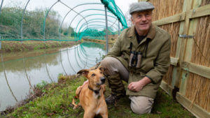 Również współcześnie wykonuje się pokazy wabienia kaczek z wykorzystaniem psów. Na zdjęciu rudy pies ze swoim panem w Slimbridge Decoy w Wielkiej Brytanii.