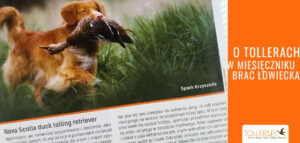 Artykuł o rasie Nova Scotia Duck Tolling Retriever (Tollerach) w miesięczniku "Brać Łowiecka"