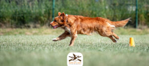 Nova Scotia Duck Tolling Retriever performing the box exercise during obedience competition.