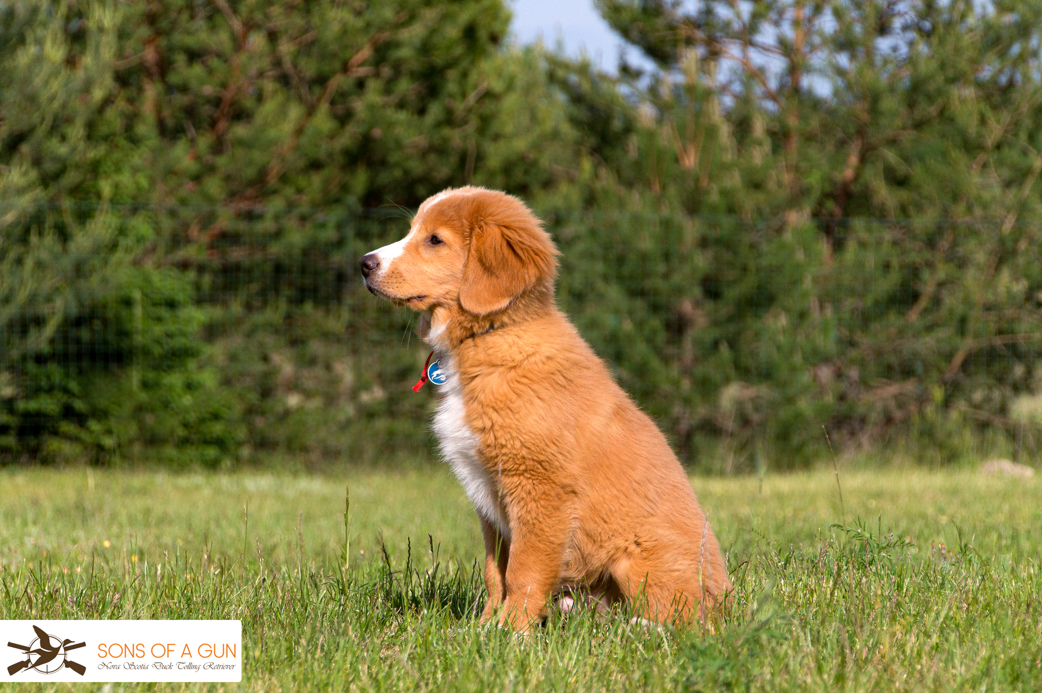 Szczeniak Tollera siedzi bokiem na trawie. Pies jest pomarańczowy. Ma ciemny nos i białą plankę na nosie i klatce piersiowej.