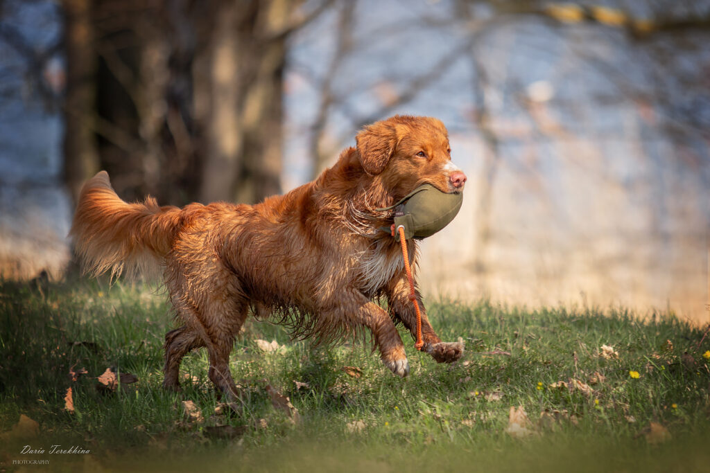 Retriever biegnie po łące na tle wody z aportem dummy w pysku