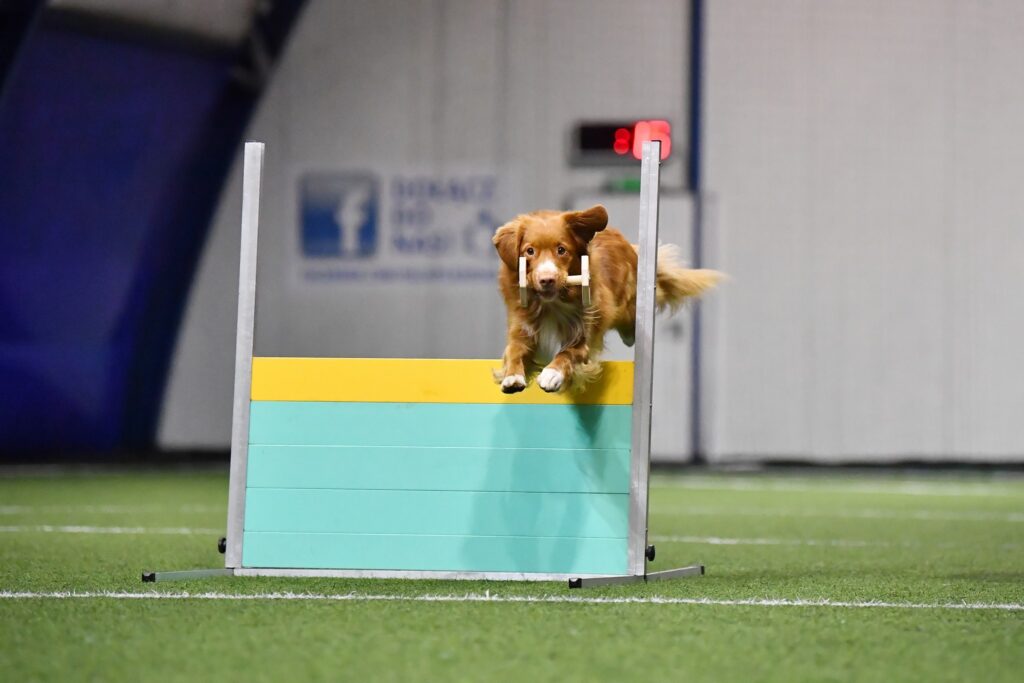 Pies rasy Nova Scotia Duck Tolling Retriever skacze przez przeszkodę z aportem w pysku podczas zawodów obedience na hali sportowej.
