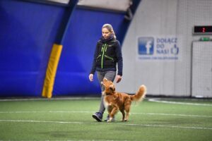 Rudy, średniej wielkości pies rasy Nova Scotia Duck Tolling Retriever wykonuje ćwiczenie chodzenia przy nodze podczas zawodów na hali sportowej.