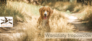 Rudy pies siedzi na środku leśnej ścieżki otoczony suchymi trawami