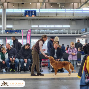 Pies rasy Nova Scotia Duck Tolling Retriever wystawiany w ringu na międzynarodowej wystawie psów rasowych w Poznaniu.