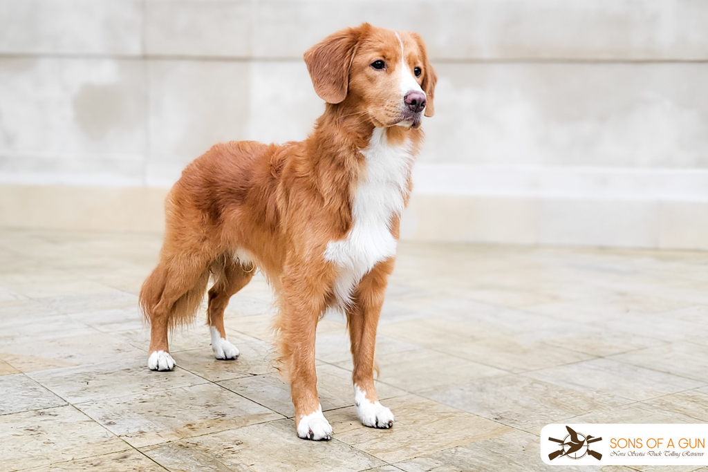 Nova Scotia Duck Tolling Retriever