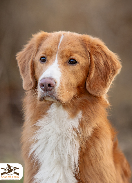 Nova Scotia Duck Tolling Retriever