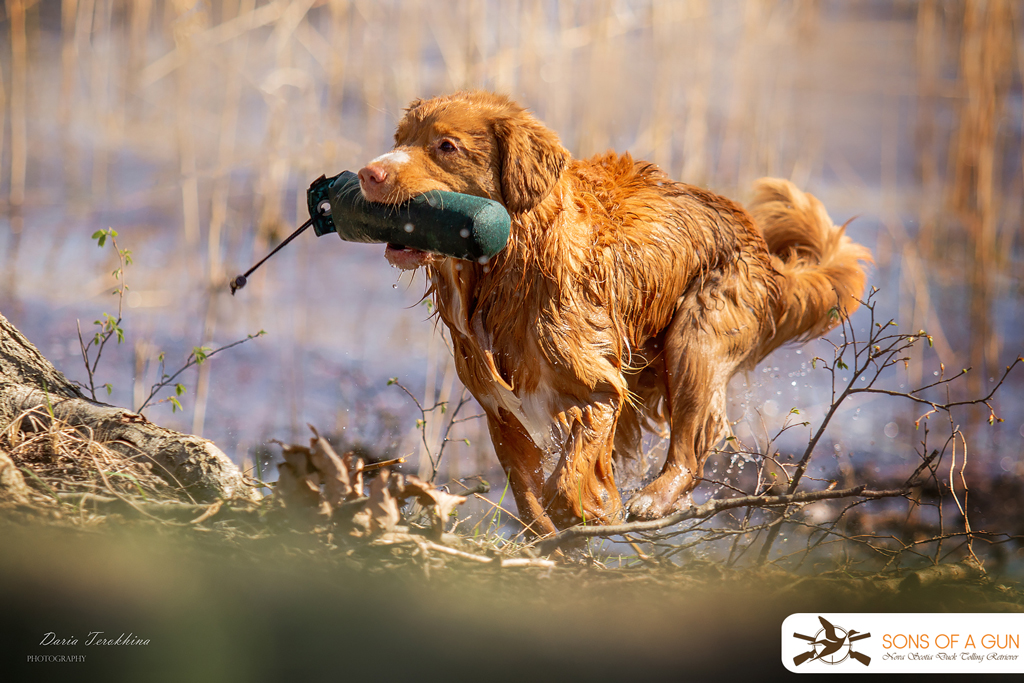 Nova Scotia Duck Tolling Retriever