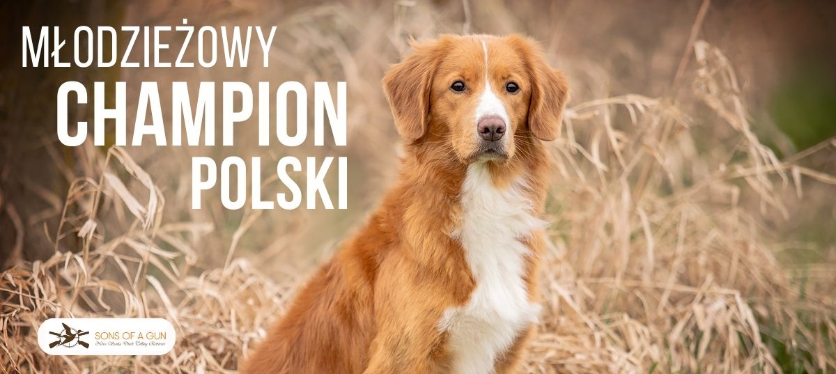 Obrazek zawiera zdjęcie rudego psa rasy Nova Scotia Duck Tolling Retriever oraz napis: Młodzieżowy Champion Polski
