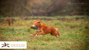 Trening dummy z Tollerem - Nova Scotia Duck Tolling Retriever aportuje sztuczny aport, tak zwane dummy