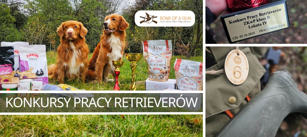 Dwa psy rasy Nova Scotia Duck Tolling Retriever siedzą na trawie. Obok nich i przed nimi stoją puchary i nagrody za udział w konkursie pracy retrieverów.