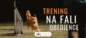 Pies rasy Nova Scotia Duck Tolling Retriever biegnie z piłką w pysku koło przeszkody obedience