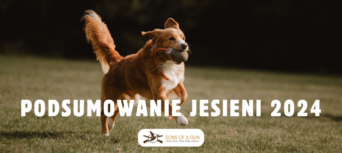 pies rasy nova scotia duck tolling retriever biegnie po trawie z dummy ball. Obraz ilustruje post pod tytułem podsumowanie jesieni 2024.