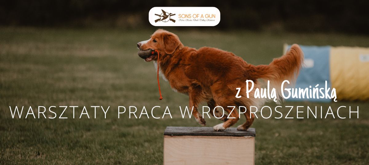 Obrazek z psem Nova Scotia Duck Tolling Retriever wskazującym na box ilustrujący warsztaty praca w rozproszeniach