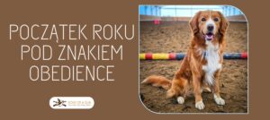 Ilustracja zawodów obedience dla psów. Na hali końskiej siedzi rudy pies rasy Nova Scotia Duck Tolling Retriever. W tle widać ring zawodów. Obok napis: początek roku pod znakiem obedience.