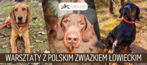 Ilustracja do artykułu o warsztatach kynologicznych. Na zdjęciu 3 psy ras Gończy Polski i posokowiec. Napis: warsztaty z Polskim Związkiem Łowieckim.
