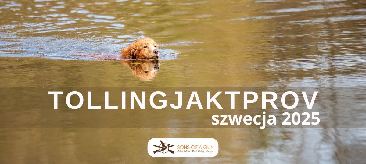 Pies rasy Nova Scotia Duck Tolling Retriever płynie po spokojnej, brązowo-złotej tafli wody. Na środku obrazu widnieje napis: ‘TOLLINGJAKTPROV Szwecja 2025’. Na dole znajduje się logo ‘Sons of a Gun – Nova Scotia Duck Tolling Retrievers